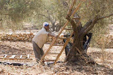 An ancient symbol of home: Harvesting olives in Palestine.